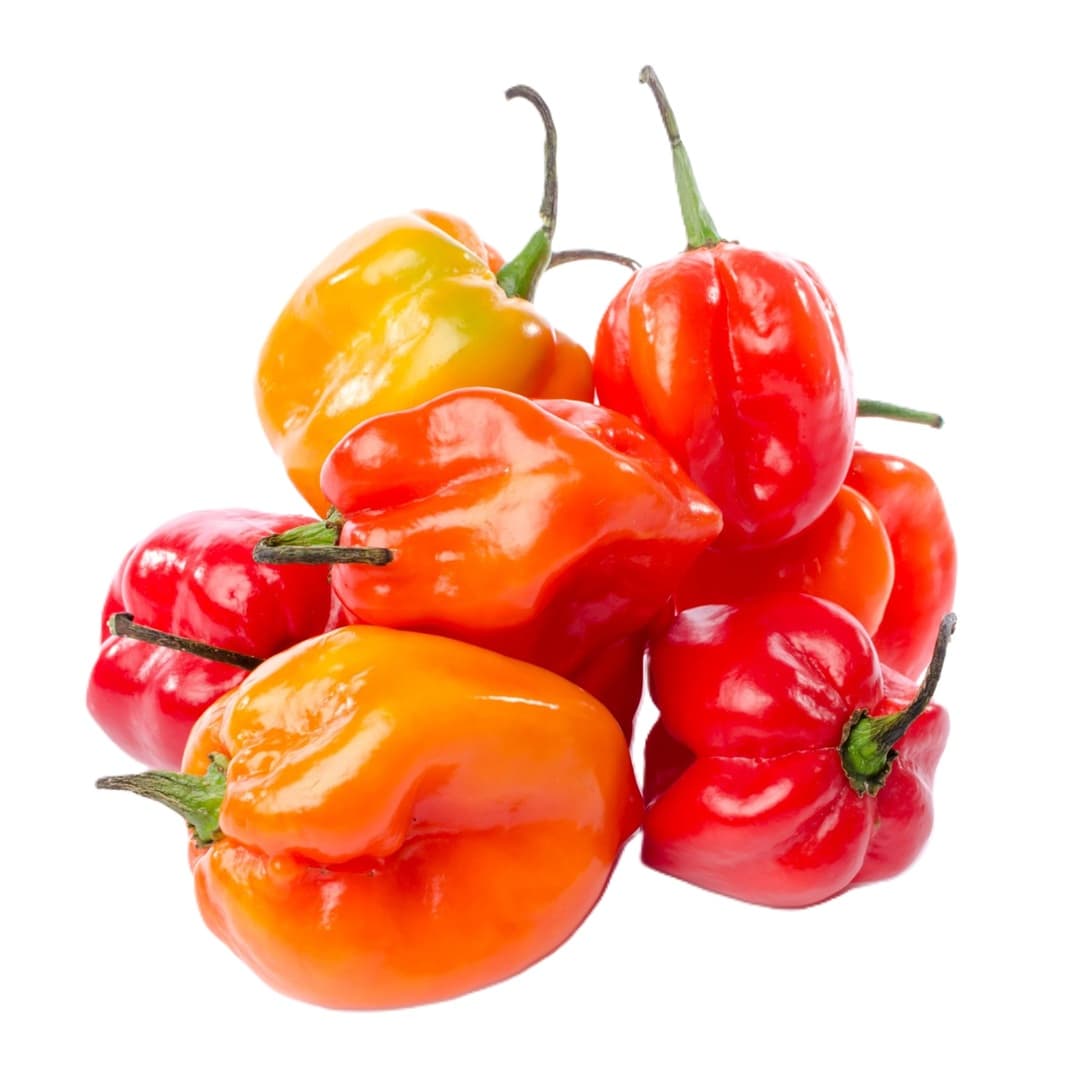 Pepper/Rodo